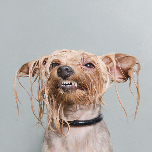 Wet Dog Coffee Table Book